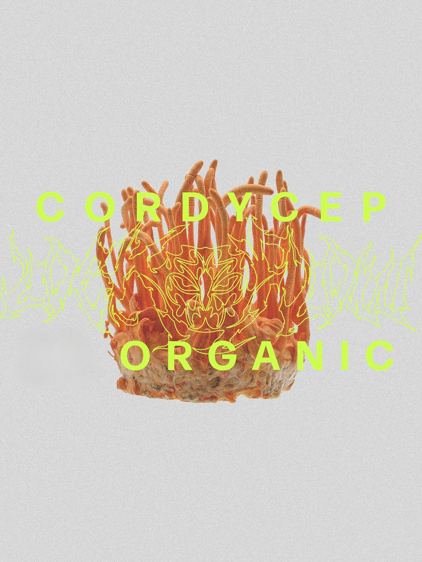 Cordyceps Orgánico